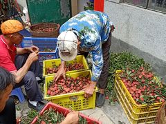 -从化深英荔枝黄皮龙眼采摘园