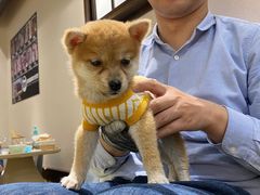 -逗柴咖啡屋·狗咖猫咖宠物桌游