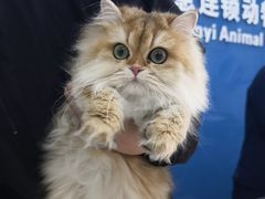 -全心全意连锁动物医院·微创中心·内科急重症·心脏专科(丰管路店)
