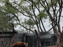 -武汉动物园