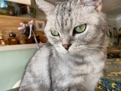-平行世界·猫咖(首经贸店)