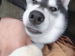 -Husky Go! 哈士奇体验馆·宠物咖啡厅狗咖