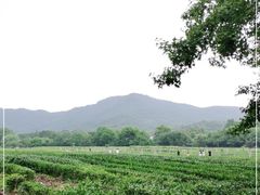 -中国茶叶博物馆(双峰馆区)