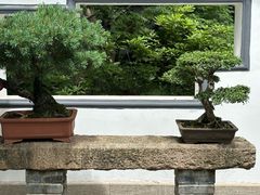 -上海醉白池公园