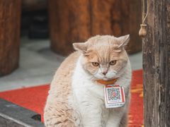 -紫阳古街