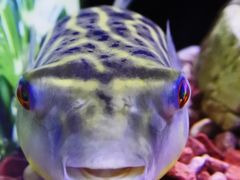 -上海海洋水族馆