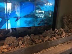 -开海·红岛海鲜虾水饺(石老人店)