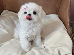 -萌宠之家·腊肠犬·马尔泰·小体犬舍