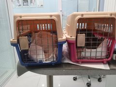 -纳吉亚猫专科动物诊疗中心(蒋宅口分院)