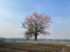 -海珠湖公园