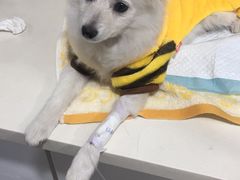 -宠颐生中康贝怡动物医院