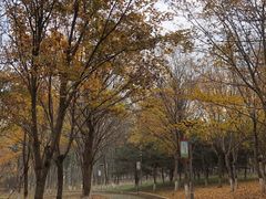 -大兴滨河森林公园