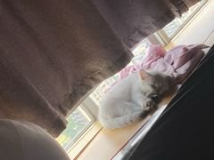-lincat·猫舍(广州店)