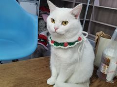 -松果猫咖(桐乡吾悦金街店)