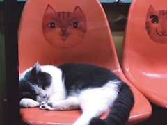 -猫咪博物馆(顶澳仔猫街店)