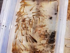 -石塘人家