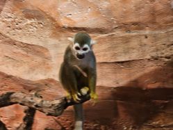 -Zoolung Zoolung动物主题公园(海信广场店)