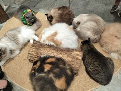 -龙猫仔乐园(惠福东路店)