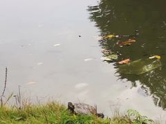 -斯福尔扎古堡