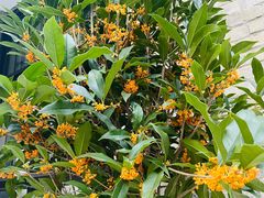 -北京大学百年讲堂