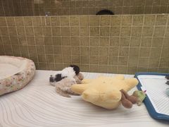 -帕帕拉兹宠物(亚洲旗舰店)