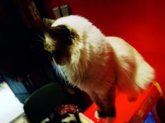 -猫色咖啡·猫咖