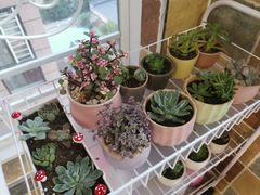 -秦美花卉(天朗·莱茵小城2期店)