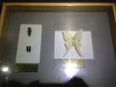 iphone_upload_pic-上海昆虫博物馆