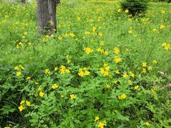 -长白岛森林公园