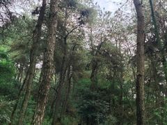 -铁山坪森林公园