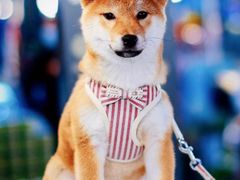 -萌宠之家·腊肠犬·马尔泰·小体犬舍