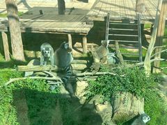-青藏高原野生动物园