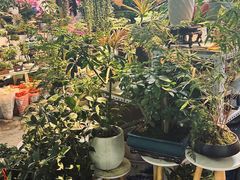 -花鸟鱼虫鲜花绿植市场(玉泉路店)