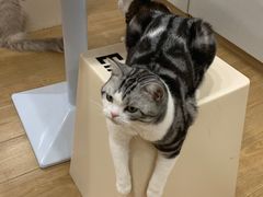 -有喵·猫咖·狗咖·30几只猫10只小狗(岗厦店)