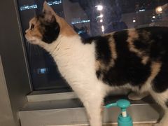 -Cappucimeow猫咪咖啡馆(韦伯时代店)