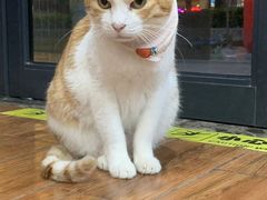 -瑞派动物医院·绝育·犬猫全科·预防医学(光景江南中店)