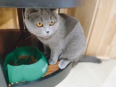 -藏猫猫咖啡主题馆(中央大道店)