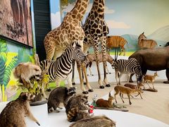 -陕西自然博物馆