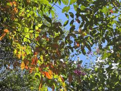 -广州白江湖森林公园