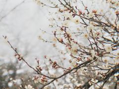 -无锡梅园公园