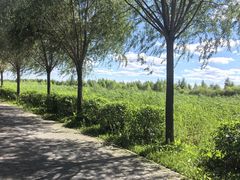 -呼兰河口湿地公园