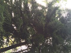 -南宁良凤江国家森林公园