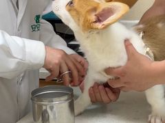 -安安宠医·臻爱宠物医院·宠保定点(营门口路分院)