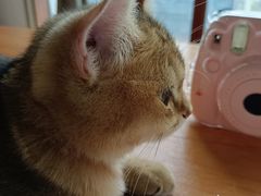 -蓝鲸·缅因猫舍