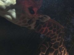 -清迈夜间动物园