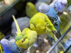 -青石桥花鸟鱼虫市场(叠翠城店)