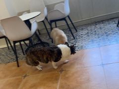 -Let's go狗咖·猫咖·奶狗·桌游(春熙路IFS店)