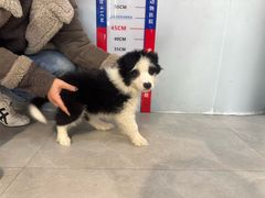 -伟伟宠物医院·CT影像中心·瑞派犬猫综合性门诊(汉口总院)