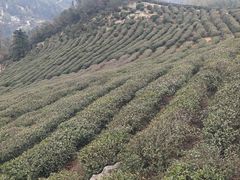 -长沙黑麋峰国家森林公园