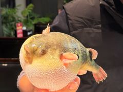 气鼓鼓的河豚-永安鱼庄·镇江菜(东吴路店)